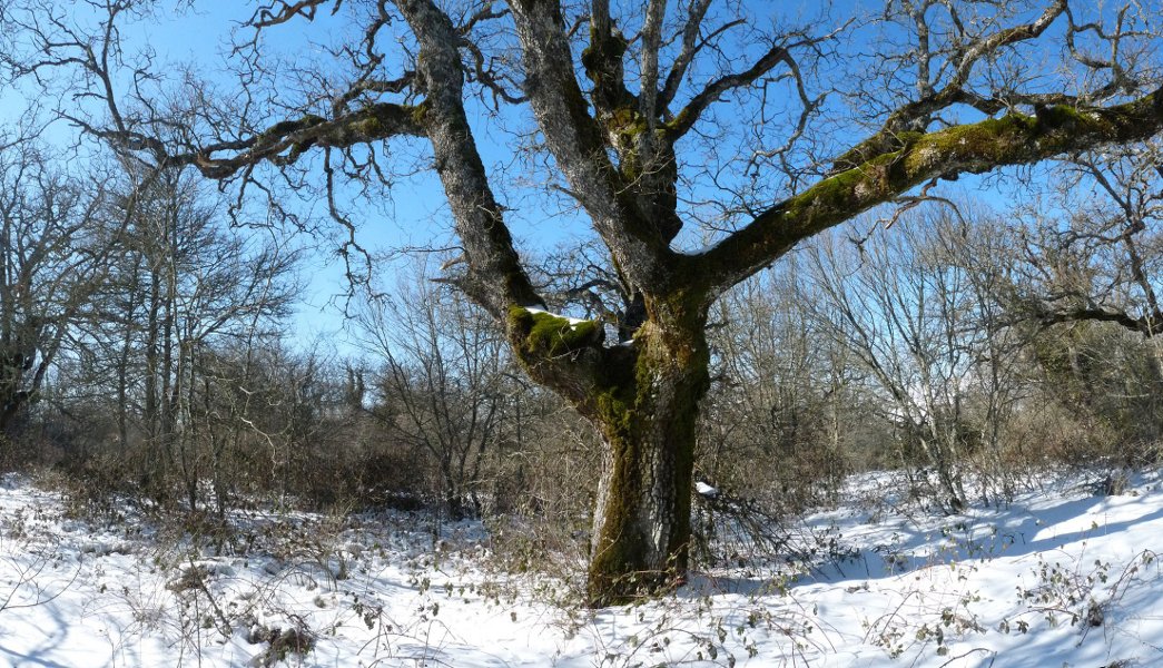 Obiarriko iparraldeko gailurra