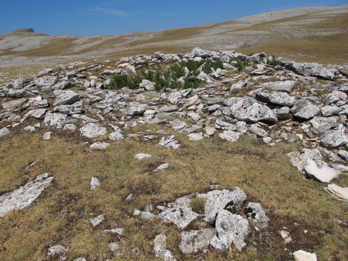 Alto Redondo trikuharria, Andia