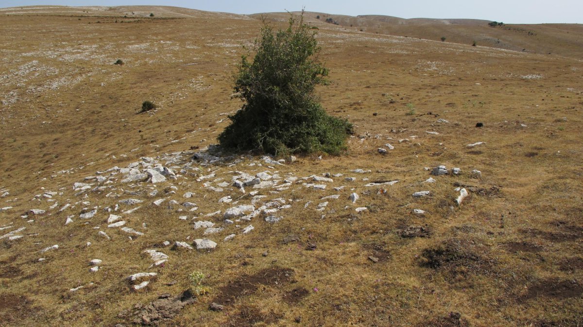 Kalabera tumulua, AndiA