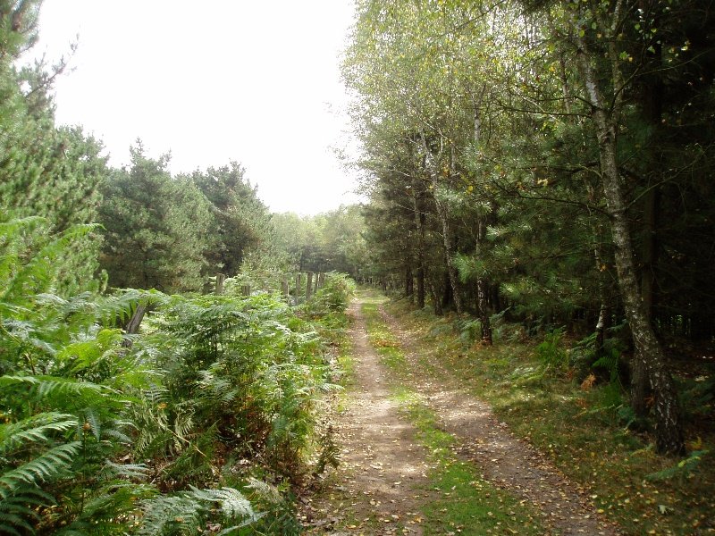 Mendebaldeko bizkarreko bidea