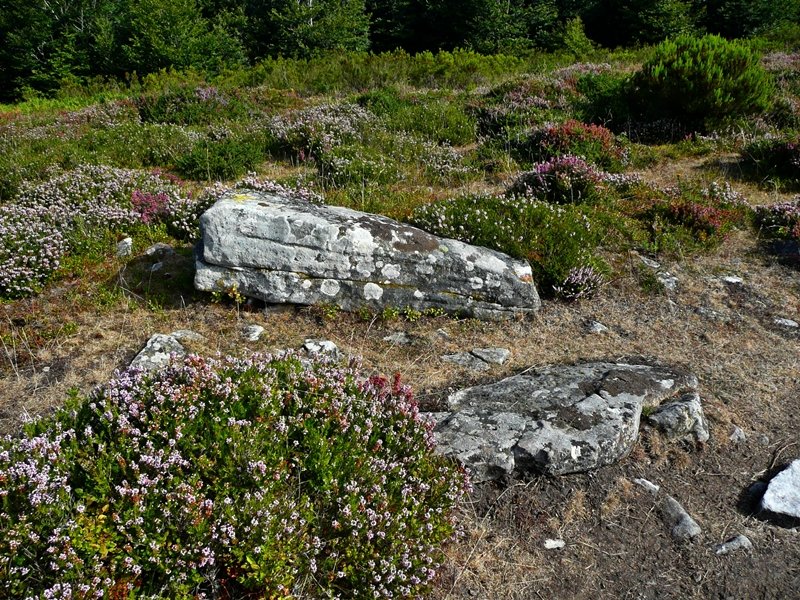 Urkitzako Lepoa. Trikuharria