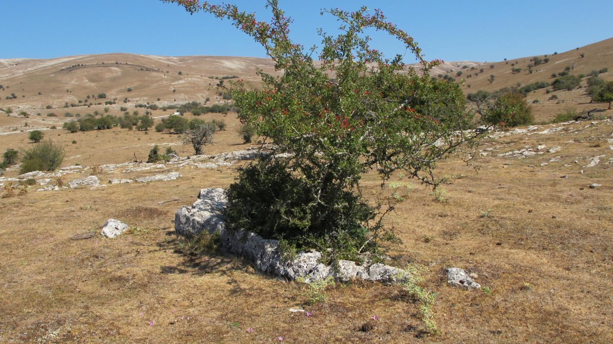 Soosa zutarria, Andia