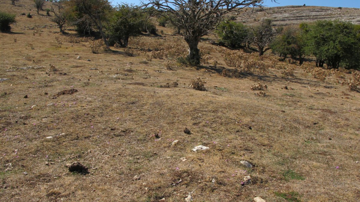 Ixaren 2 mendebalde tumulua, Andia