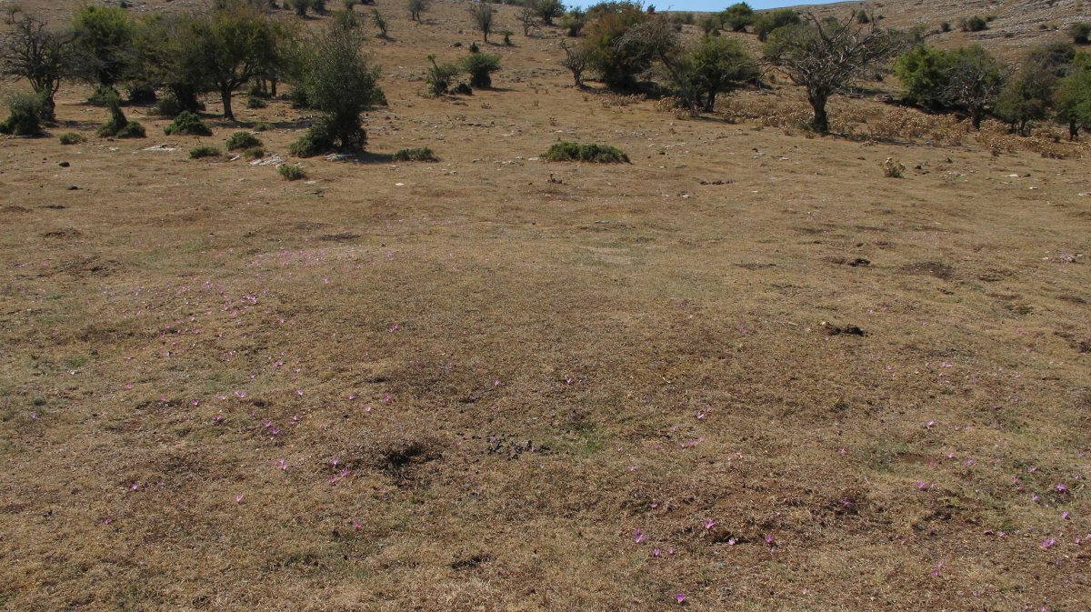 Ixaren 1 ekialde tumulua, Andia