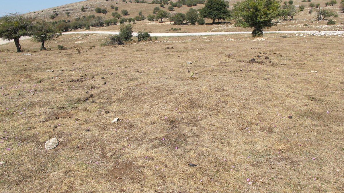 Soosa 1 mendebalde tumulua, Andia