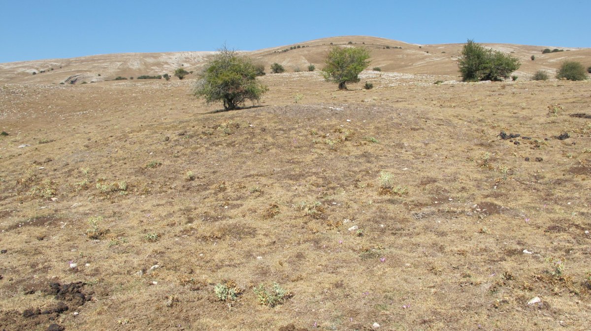 Sosaportillo mendebal etxola hondoa, Andia