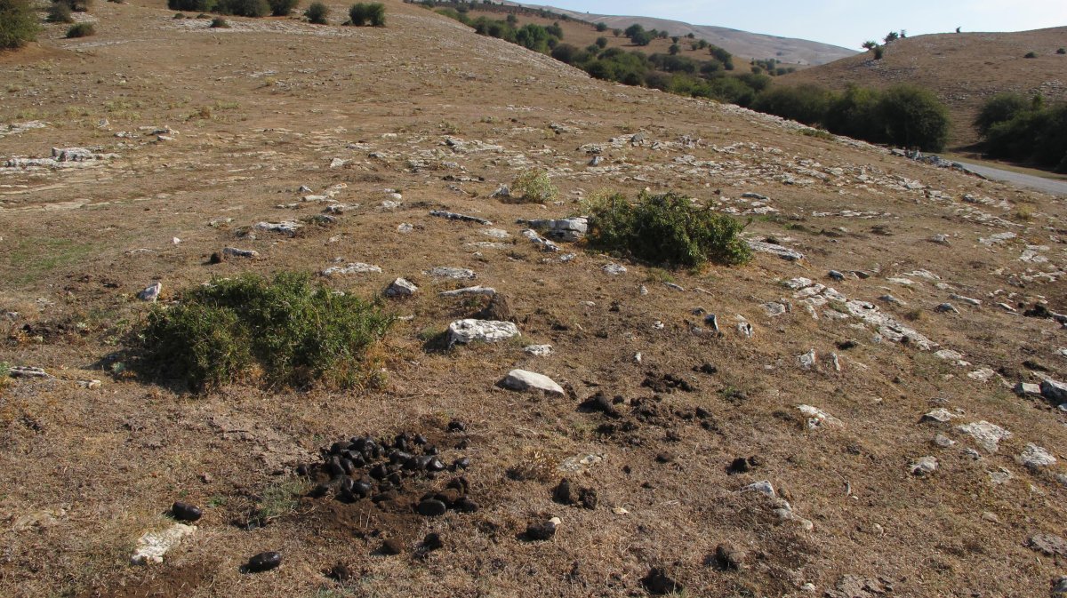 Entremedio 1 ekialde tumulua, Andia