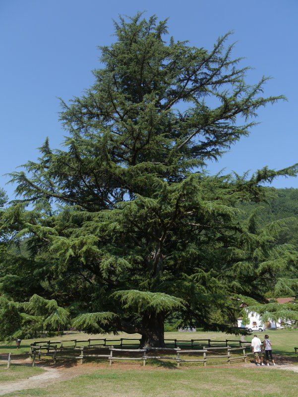 Bertziko zedroa, Oieregi