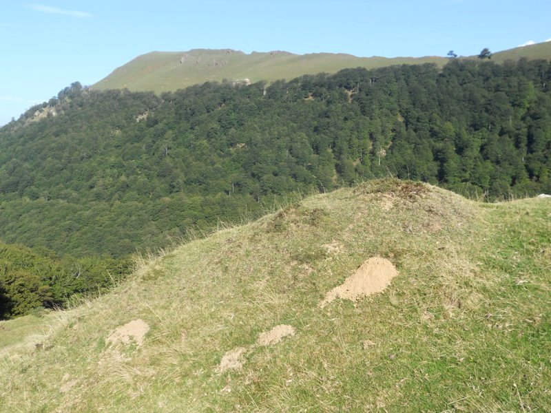 artesiaga etxola hondoa