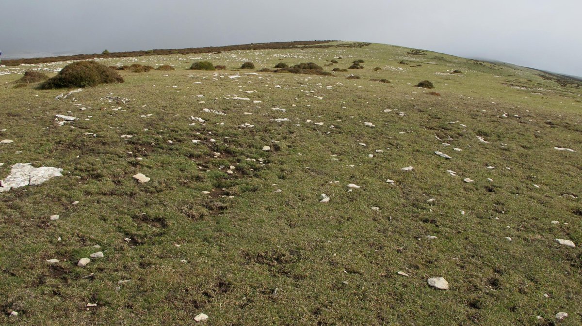 Beorzulo tumulua, Andia