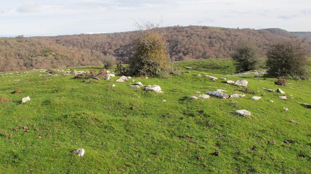 Izpia tumulua, Andia