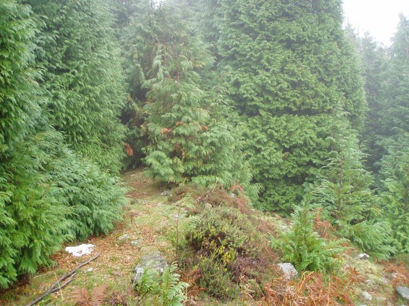 Pico Menorreko tontorra