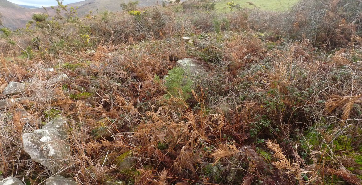 Armatela trikuharria