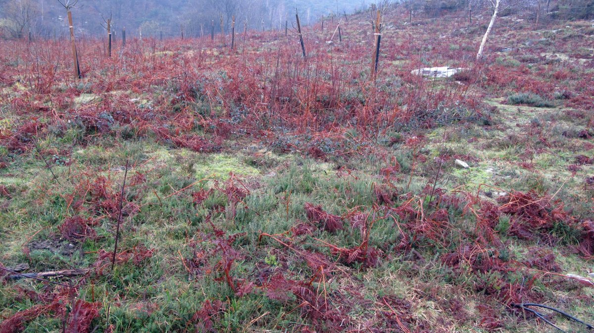 La Plana harrespila, Azkaine