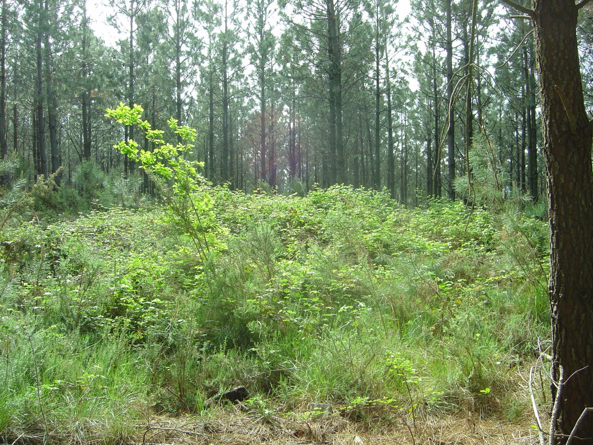 Túmulo Urkidi  Abril 2011