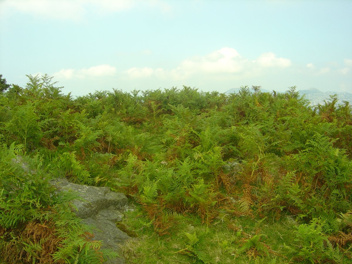 Dólmen La Herrera 3 (Julio 2011)