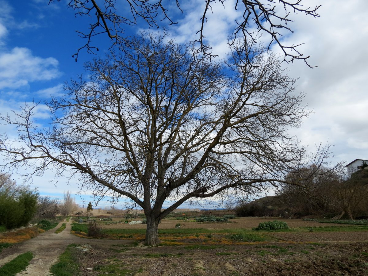 Melidako intxaurrondoa