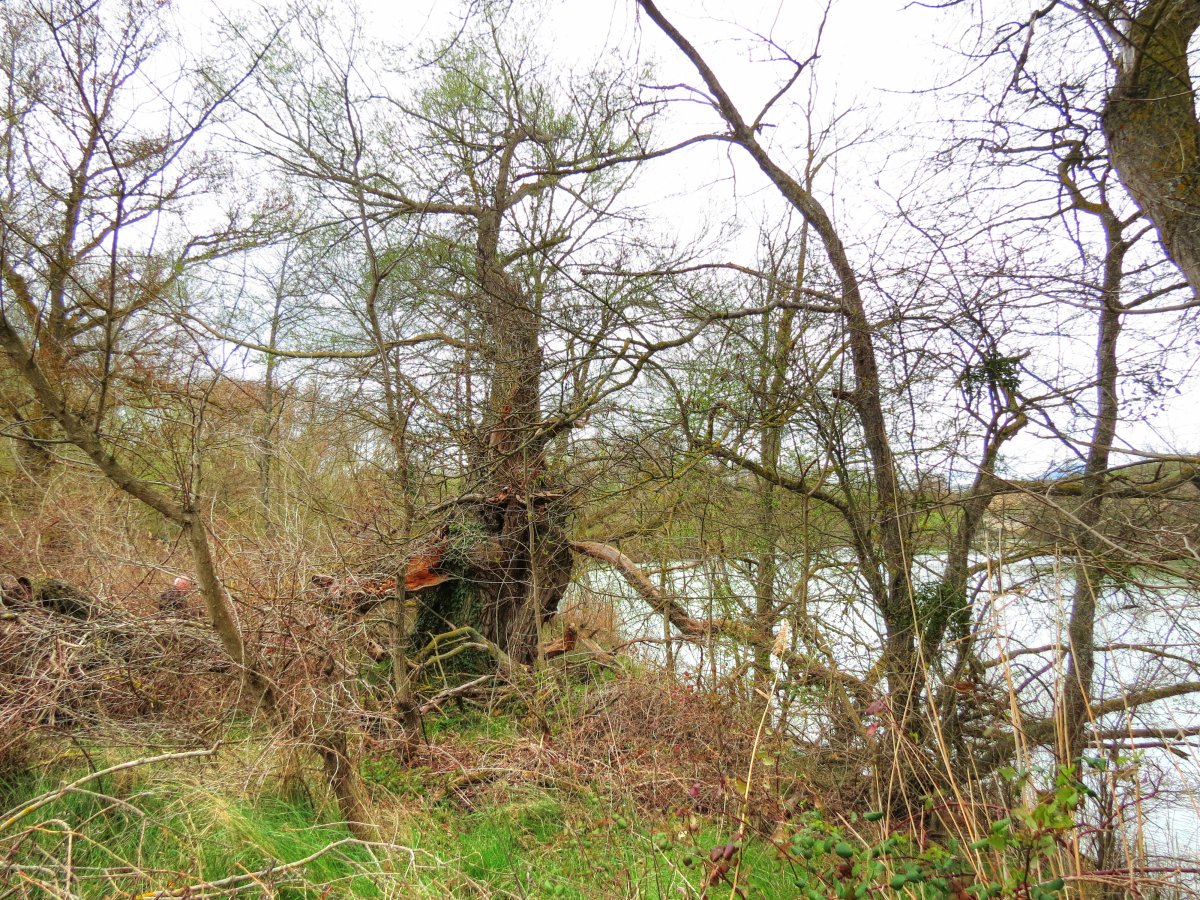 Errotako uharkako sahatsa