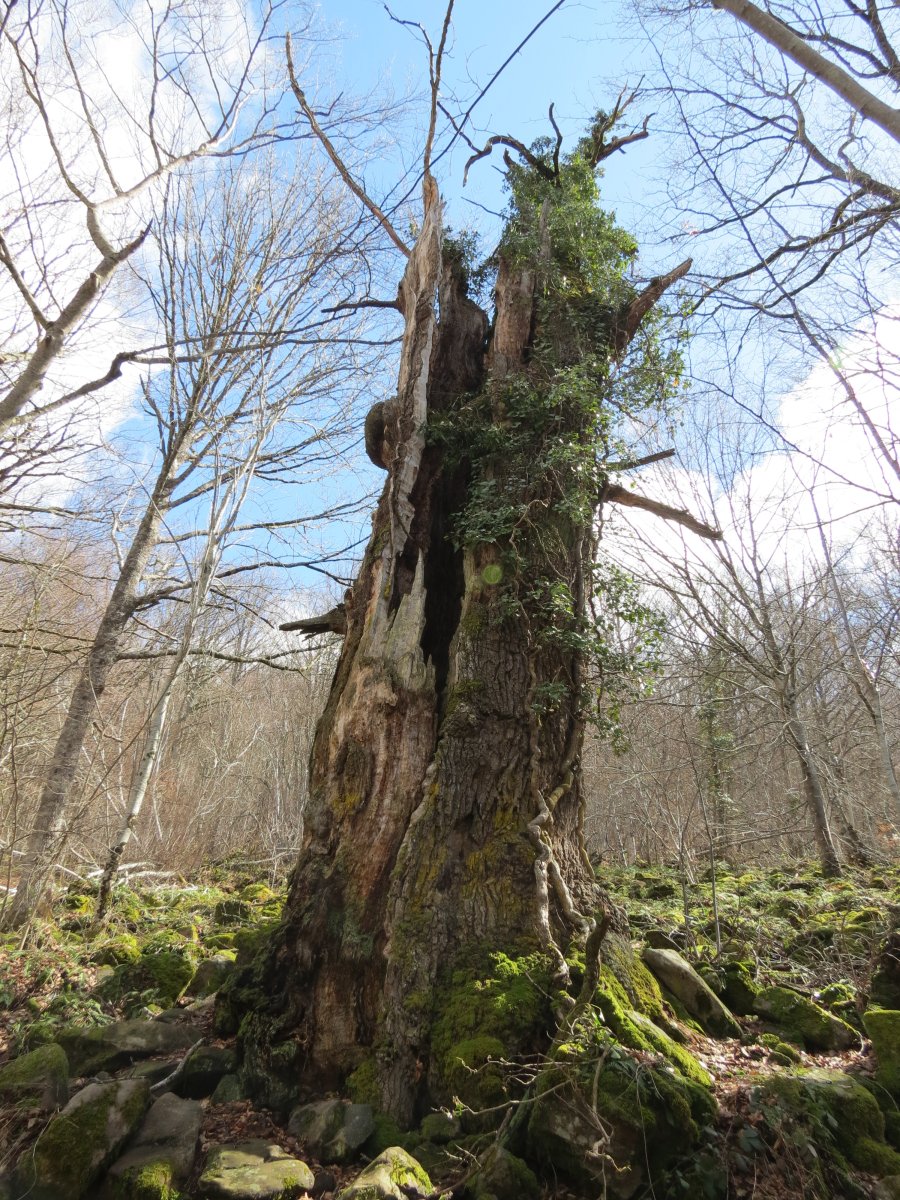 Quercus petraea x Quercus humilis