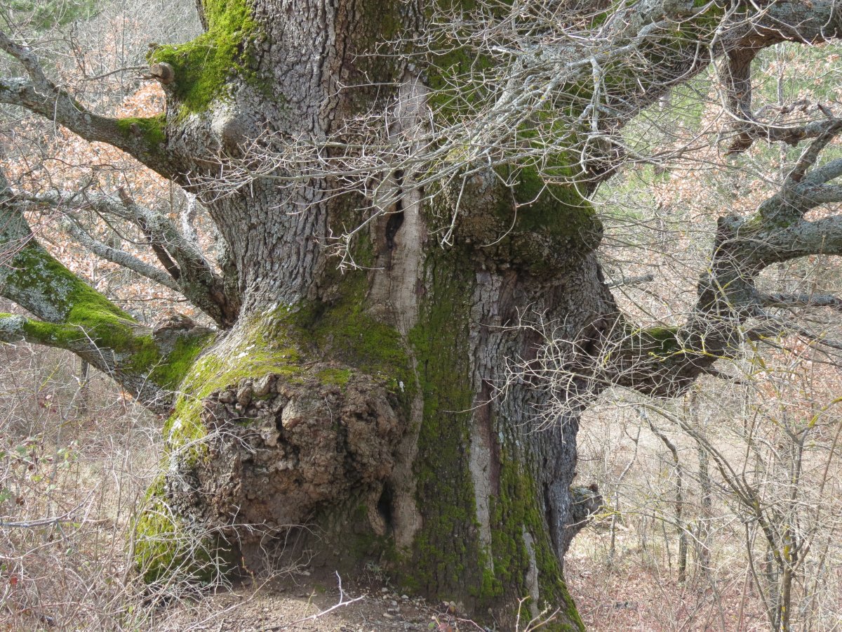 Quercus faginea Lam.