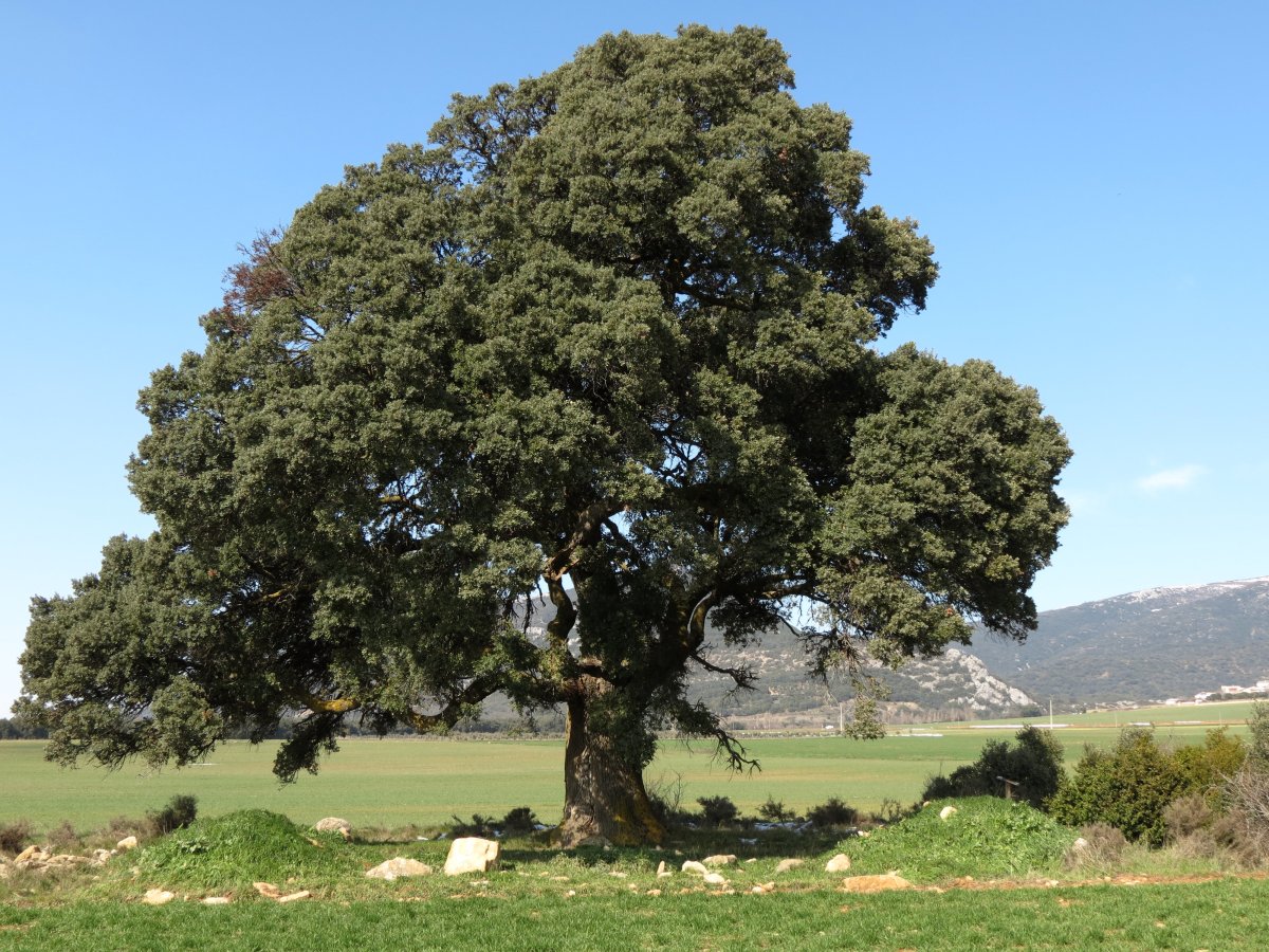 Quercus ilex