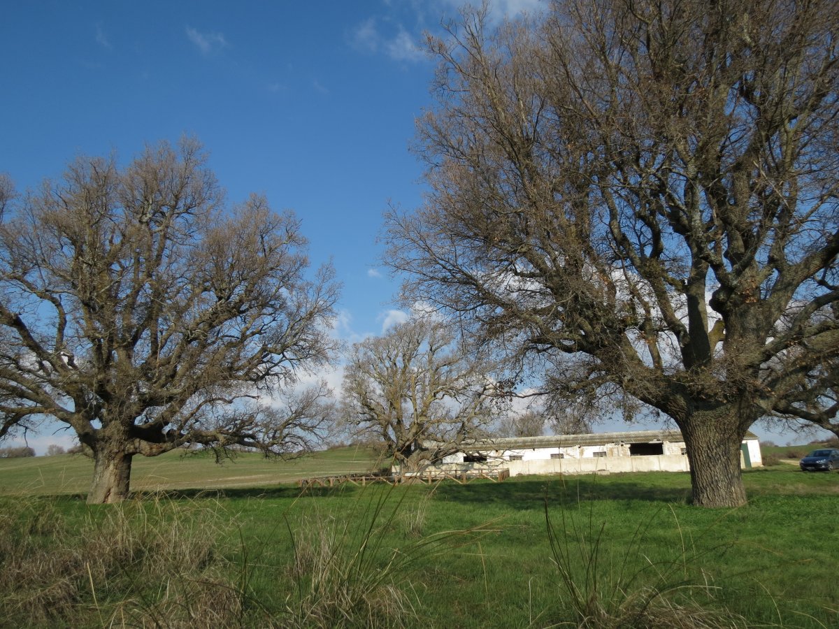 Quercus faginea Lam.