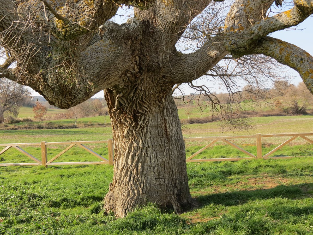 Quercus faginea Lam.