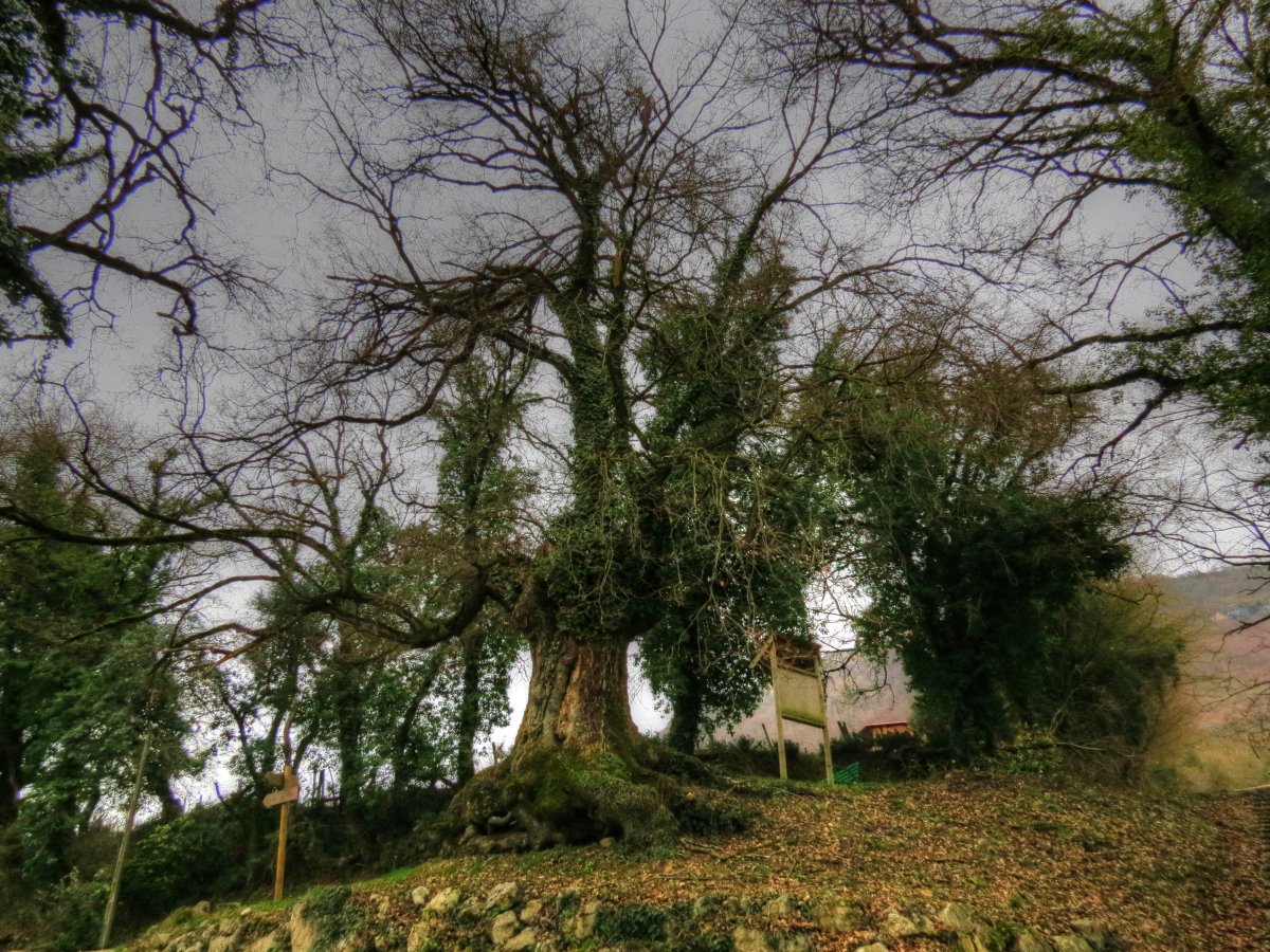 Quercus faginea Lam.