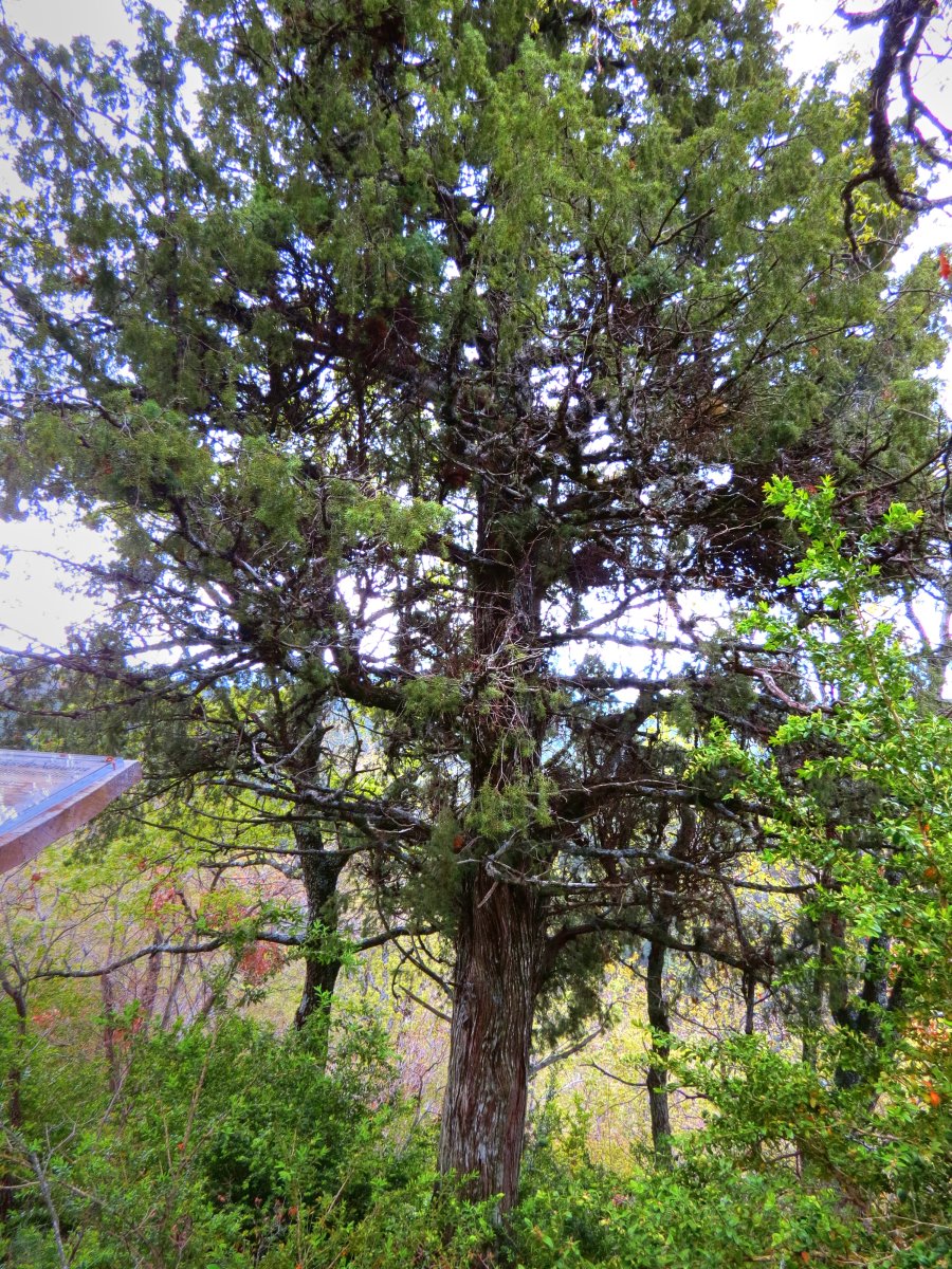 Juniperus oxycedrus L.