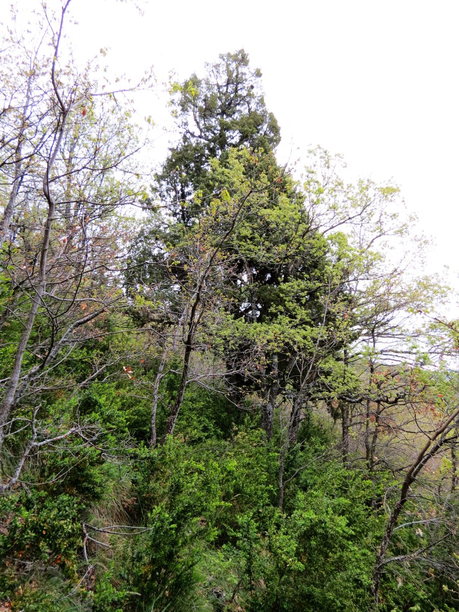 Juniperus oxycedrus L.