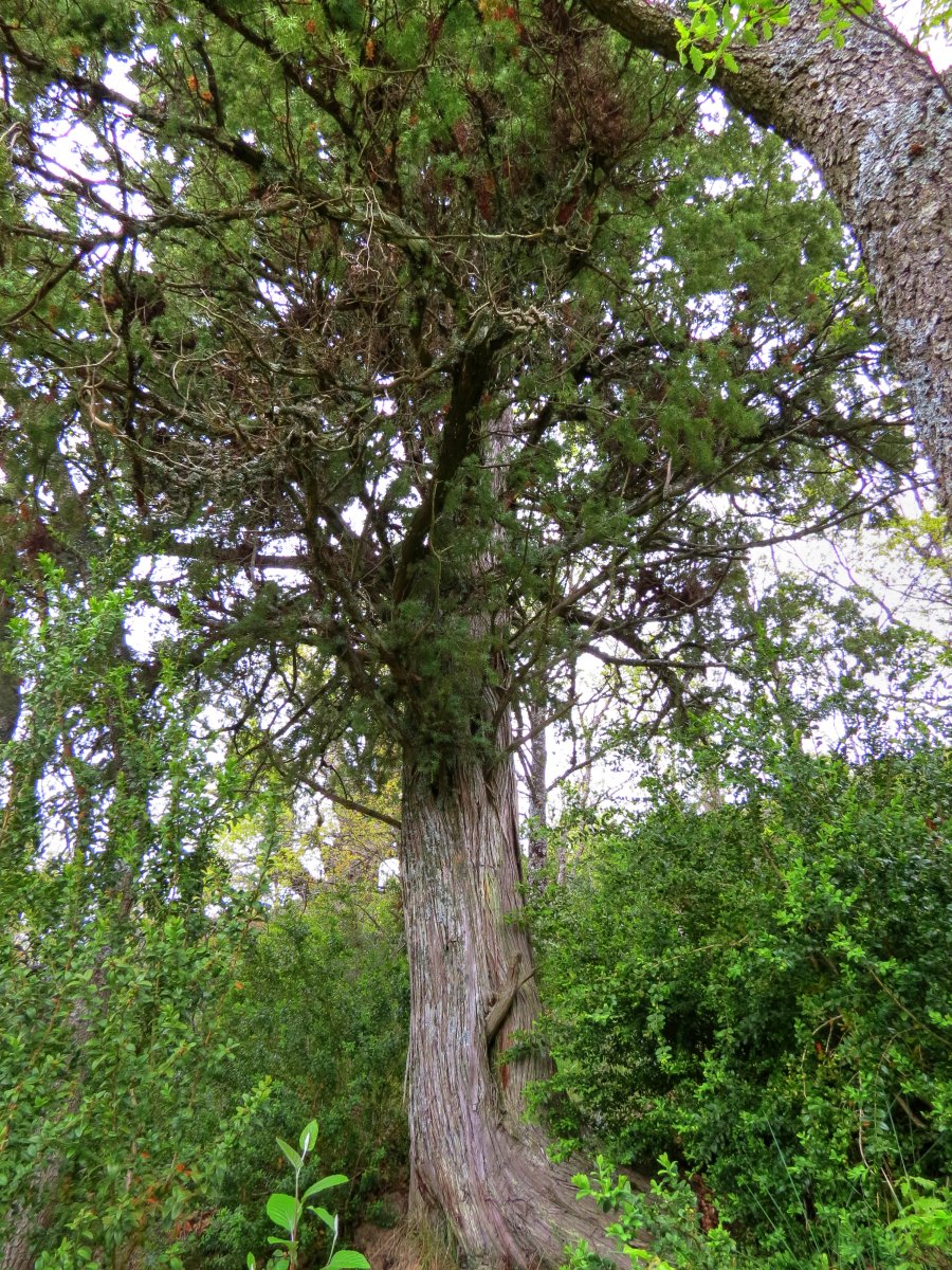 Juniperus oxycedrus L.