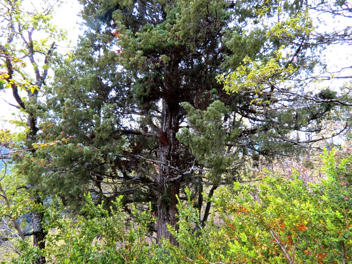 Juniperus oxycedrus L.