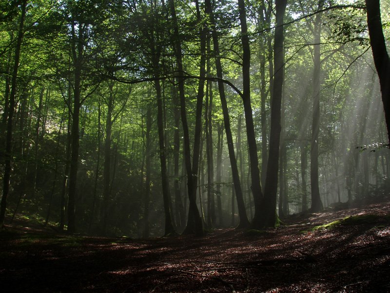 Karramiztegiko basoa