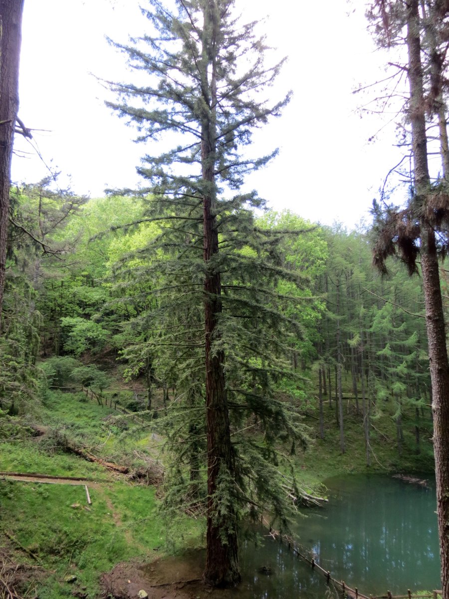 Sequoia sempervirens