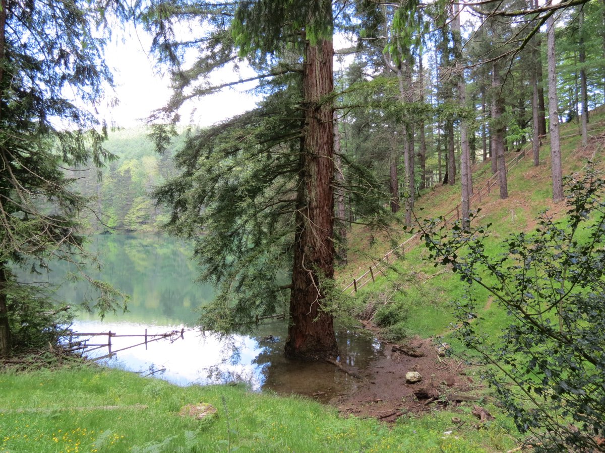 Sequoia sempervirens