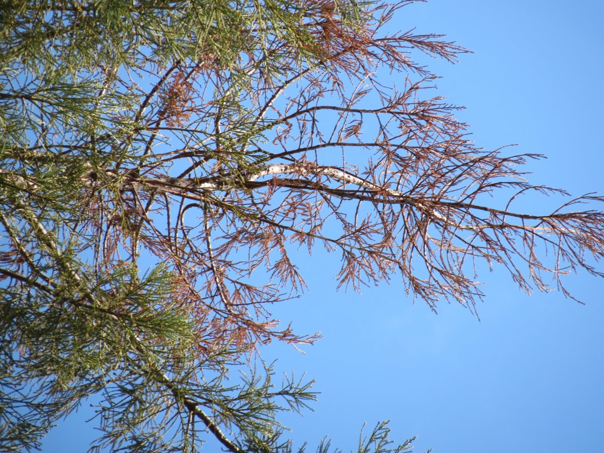 Sequoia sempervirens