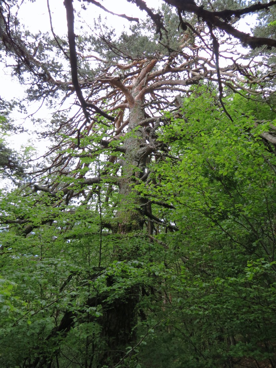 Pinus sylvestris