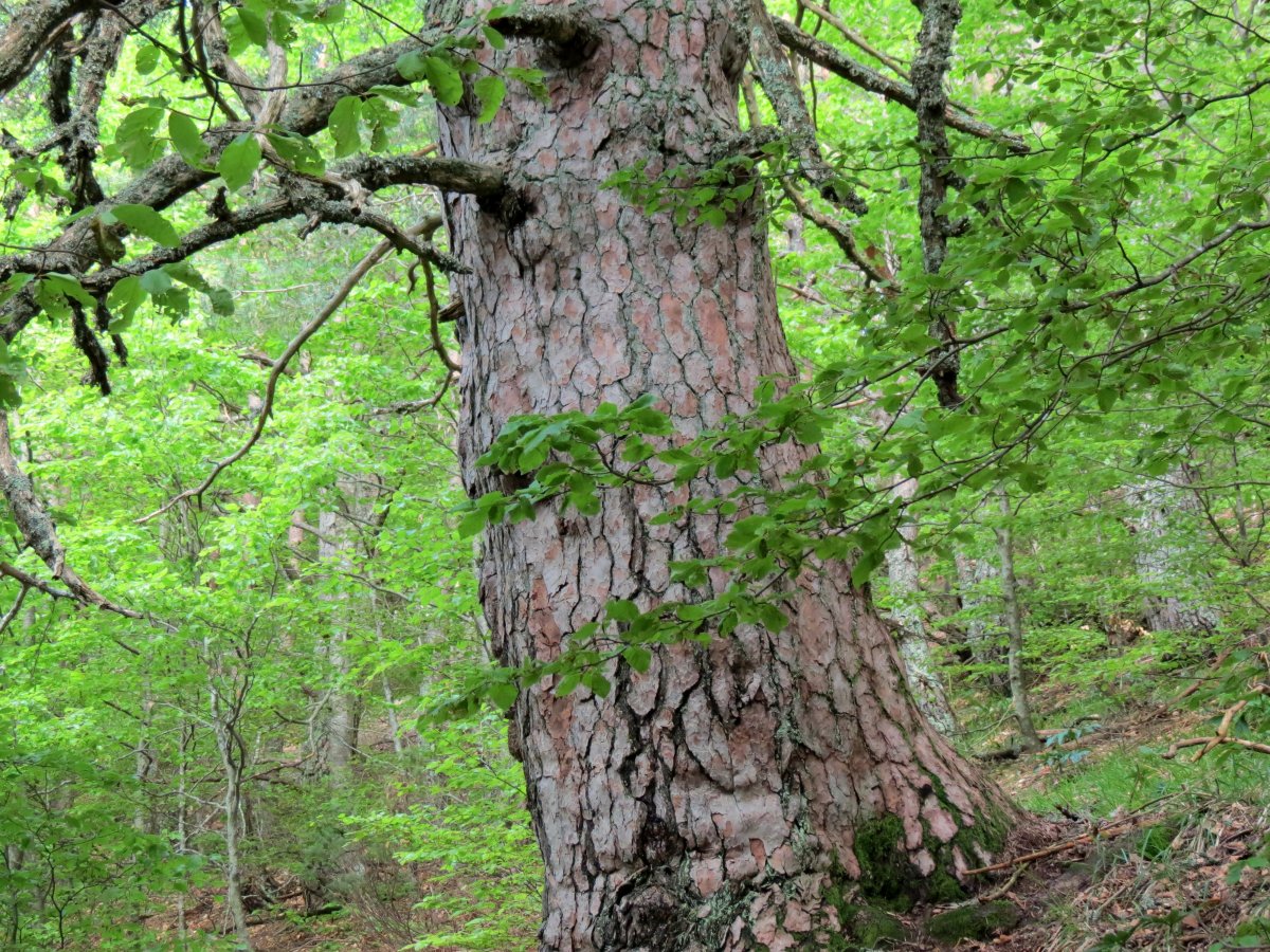 Pinus sylvestris
