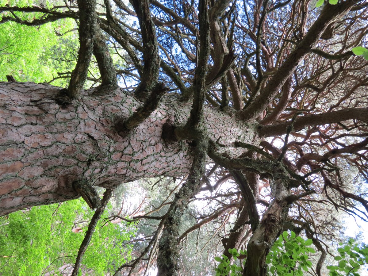 Pinus sylvestris