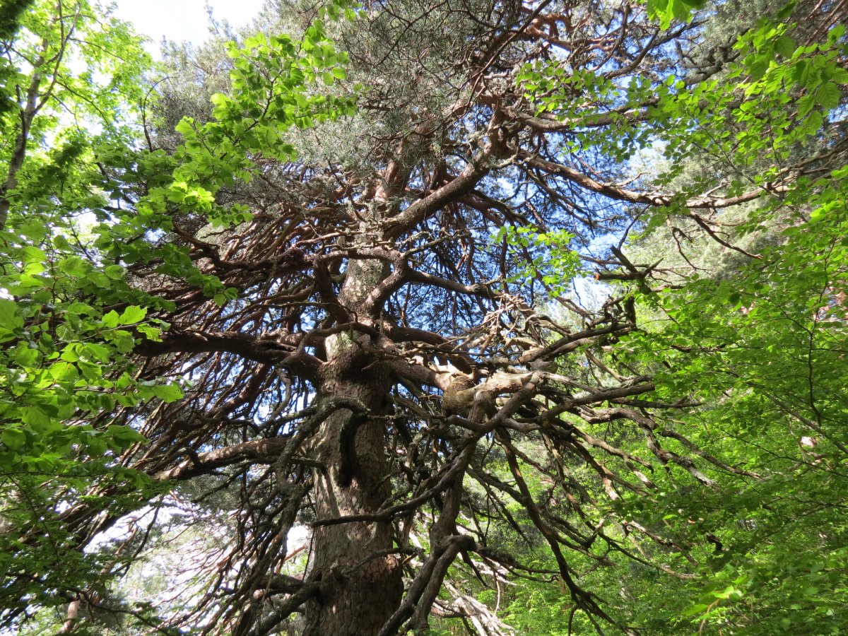 Pinus sylvestris