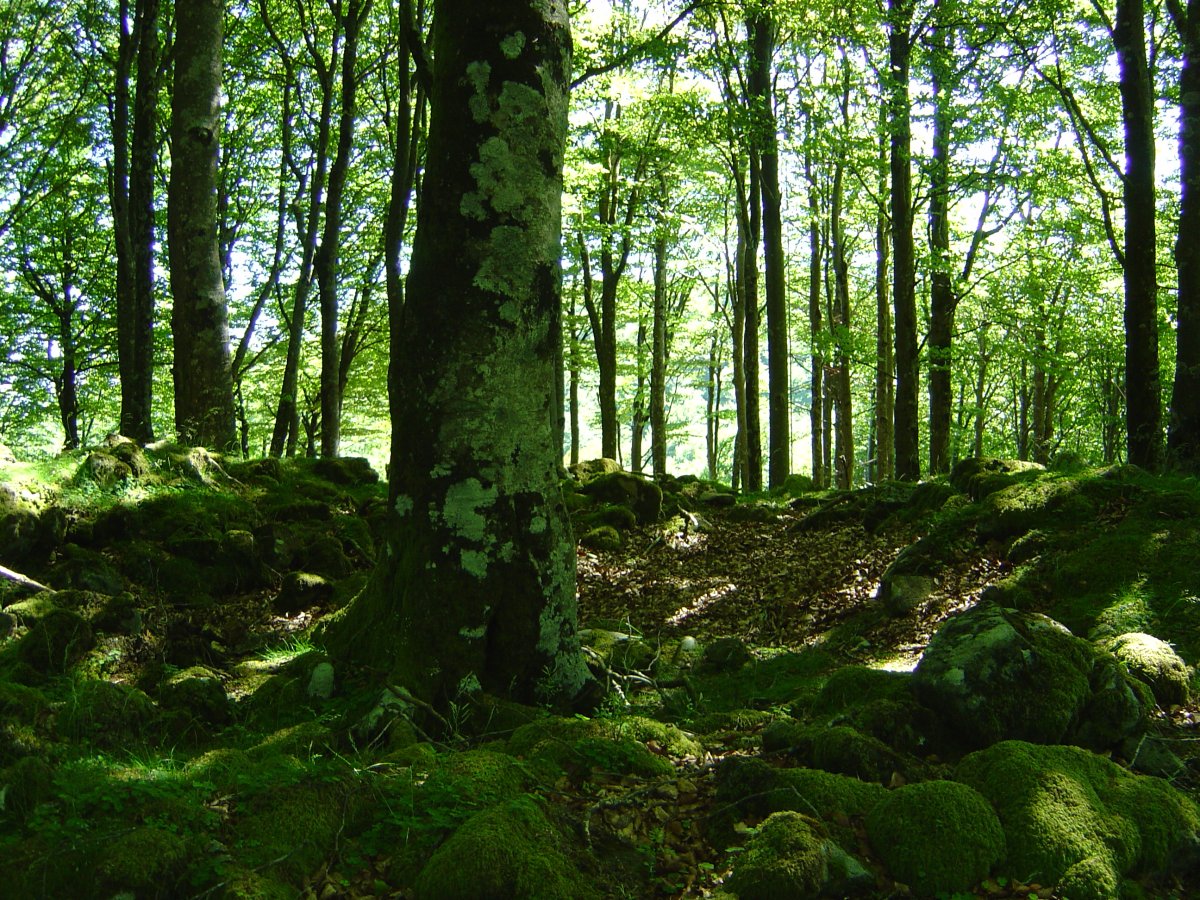 Dólmen Ibirigain (06-2009)