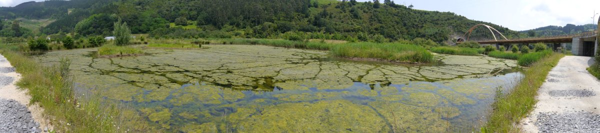 Artzabalgo hezegunea, Deba