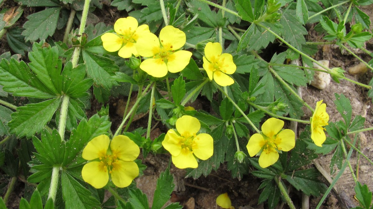Potentilla erecta landarea eta loreak