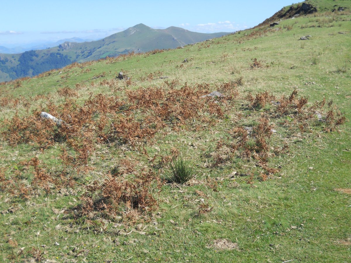 Ixtauzeko lepoko harrespila 1