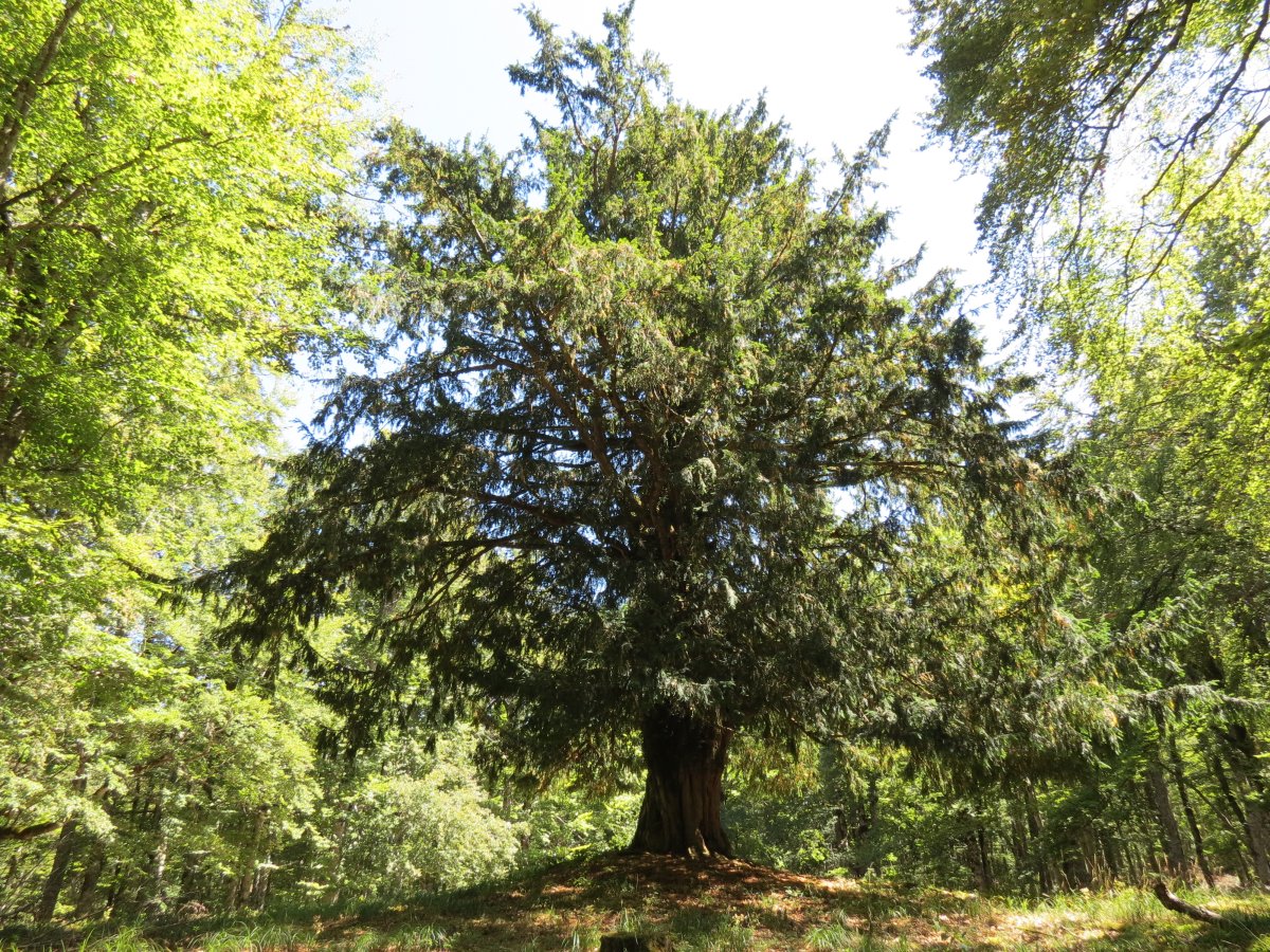 Otsaportilloko hagina