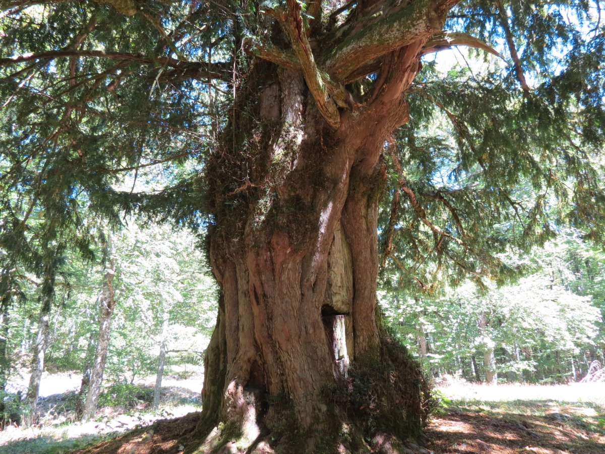 Otsaportilloko hagina