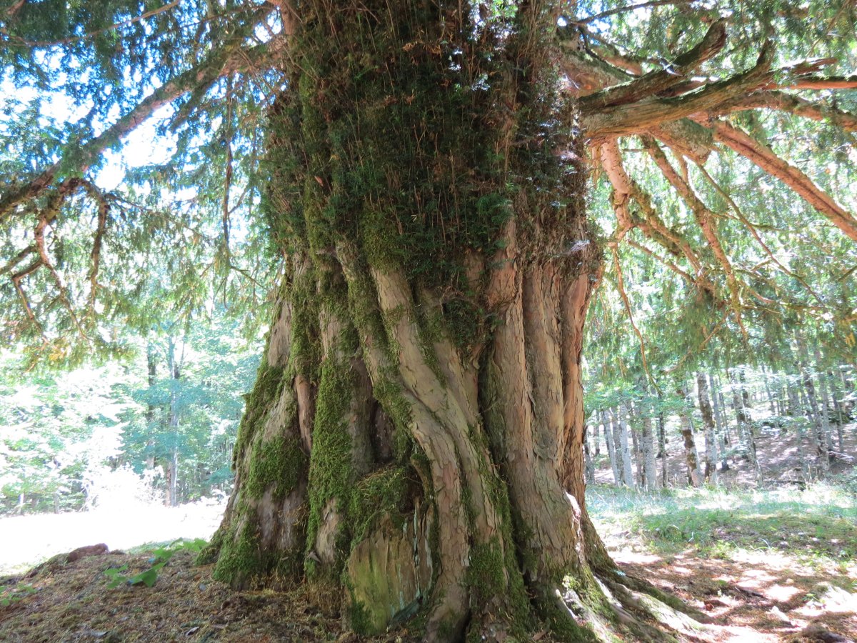 Otsaportilloko hagina