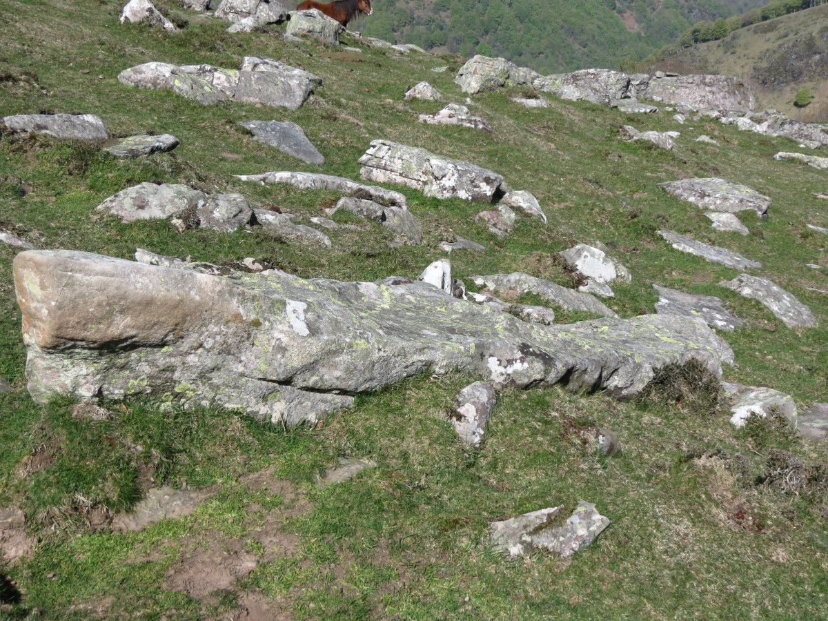 Gorospilgo zutarria