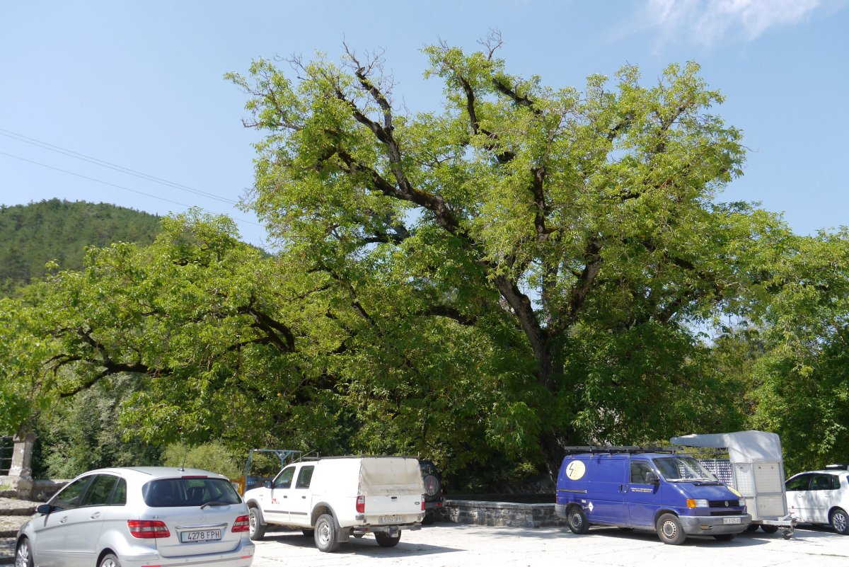 Gardeko intxaurrondoa