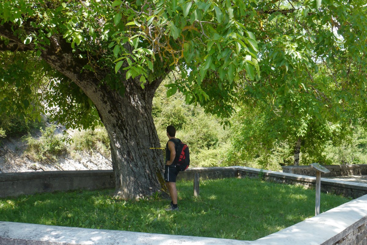 Gardeko intxaurrondoa